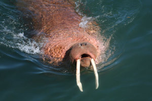 walrus_swimming.jpg