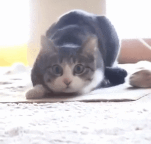 6a0120a707012b970b01bb094ad955970d-800wi.gif