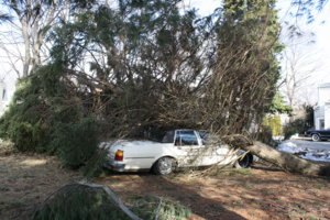 fallentree2010004.jpg