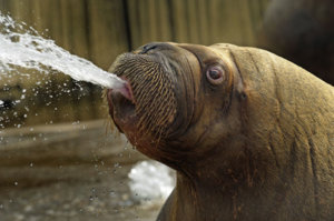 FunnyWalrus_.jpg