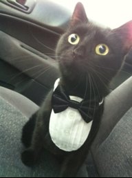 cutecatawwww.jpg