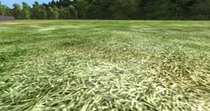 flatgrass.jpg