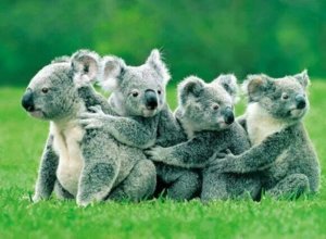 koala_train.jpg