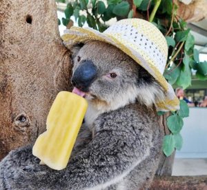popsicle.jpg