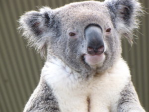 koala_approved.jpg