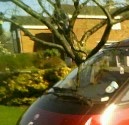 crop car.jpg
