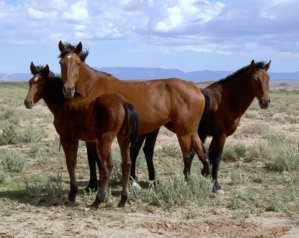 Arizona_2004_Mustangs.jpg
