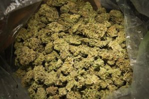 bud_weed_Nanette_Gonzalez_law.JPG