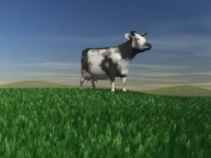 cowingrass.jpg