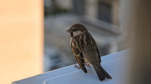 DSC_0012.jpg