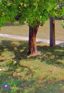 CamaroSSTree.jpg