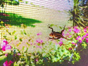lizard.jpg