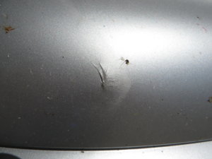 IMG_0004.jpg