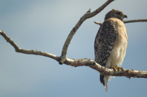 DSC_3086.JPG