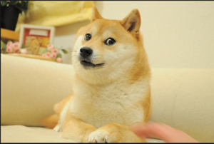 newfoxxo.png
