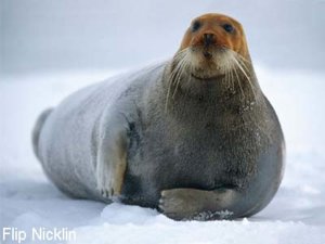 bearded_seal_Nicklin_400x300.jpg