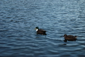 DSC_8548.jpg