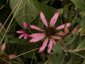 PICT3014.jpg