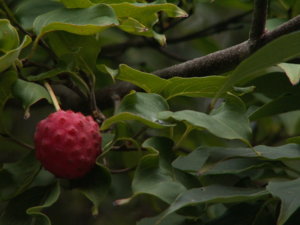 PICT3029.jpg