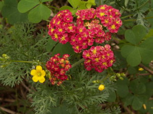 PICT3017.jpg