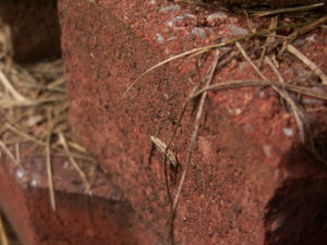 PICT3051.jpg