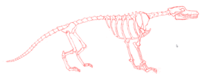 Otusiskeleton.png