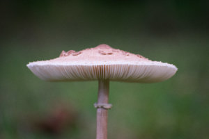 NIK_0709.jpg