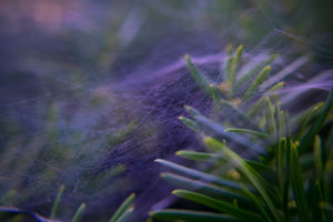 SpiderWeb.jpg
