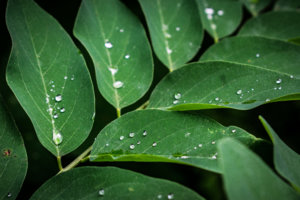 WatterDroplets.jpg