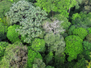 jungle-canopy.jpg