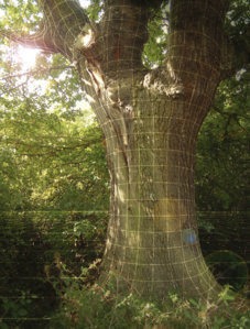 Dscf2053 wireframe tree.jpg