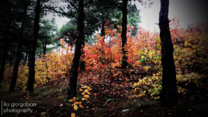 C360_2012-11-12-13-12-28.jpg