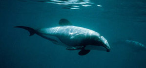 hectors_dolphin_sdawson26578_352388.jpg