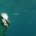 random dolphin.gif