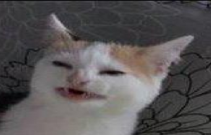 Capture.png