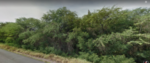 forest4730.png