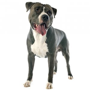 american-staffordshire-terrier-amstaff-american-staffy-700x700.jpg