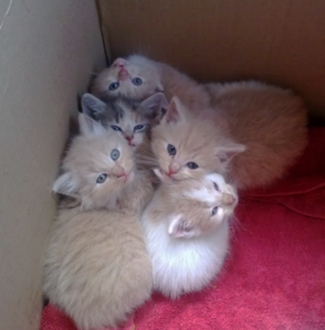 kittens.png