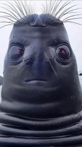 foczka.png