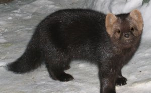Sable.jpg