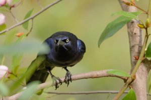 crow.jpg