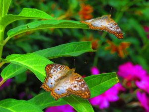 IMG_5023.jpg