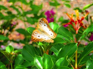 IMG_5031.jpg