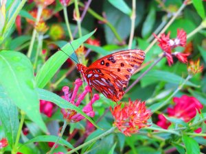IMG_5036.jpg
