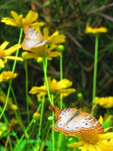 IMG_5039.jpg