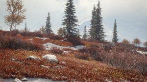 cotw71.jpg