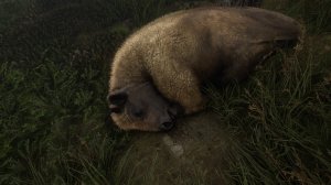 cotw82.jpg
