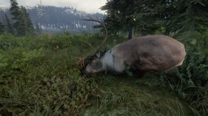cotw112.jpg