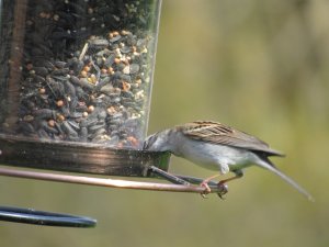 IMG_3630.jpg