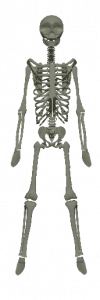 skeleton.png
